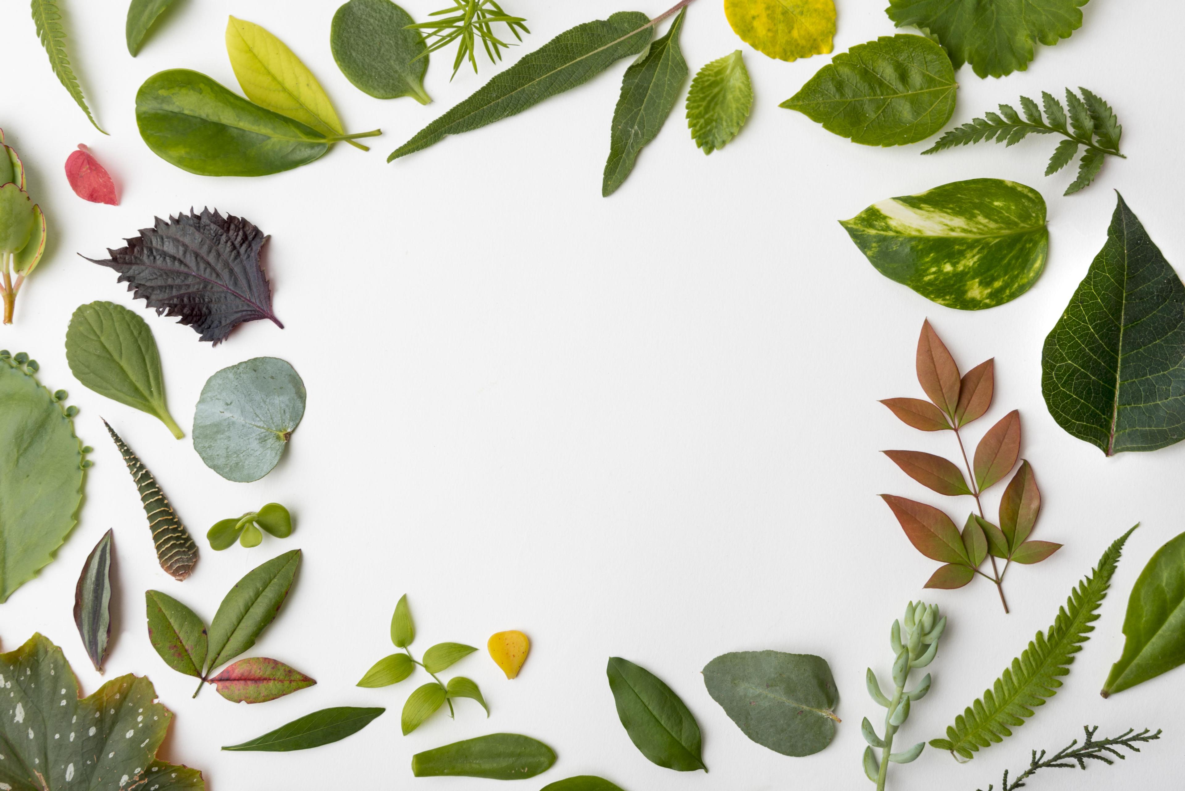 Herbal Wellness Products Display